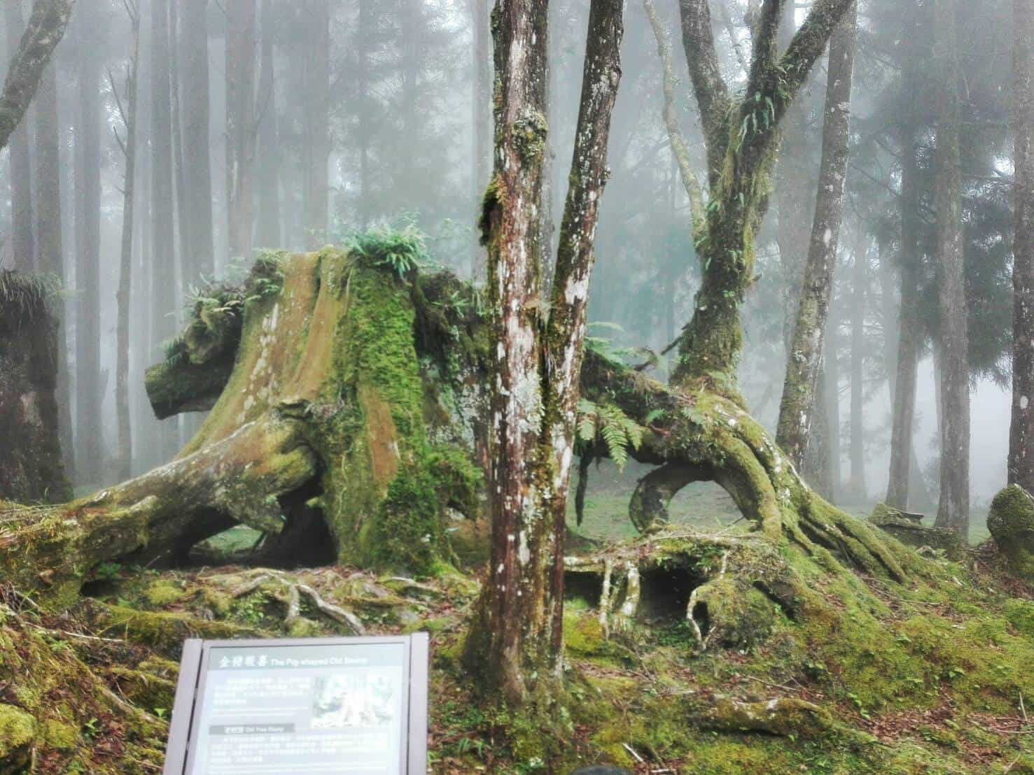 อุทยานแห่งชาติอาลีซาน (Alishan National Park)